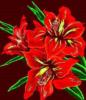 Схема вышивки «Красные цветы»