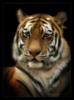 Портрет тигра: оригинал