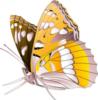 Схема вышивки «Прекрасная бабочка»