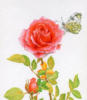 Схема вышивки «Бабочка и роза»