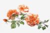 Схема вышивки «Оранжевая роза»