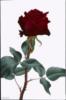 красная роза: оригинал