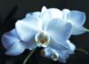 Голубая орхидея: оригинал