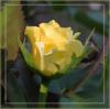 Подушка "Желтая роза": оригинал