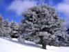 Схема вышивки «Дерево, покрытое снегом»