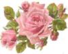 Схема вышивки «Восхитительная роза»