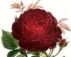 Схема вышивки «Бордовая роза»