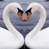 Любовь двух лебедей: оригинал