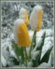 Схема вышивки «Тюльпаны в снегу»