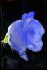 Схема вышивки «Голубая роза»