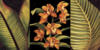 Триптих орхидея: оригинал