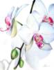 Схема вышивки «Веточка орхидеи»