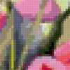 Разноцветие тюльпанов: предпросмотр