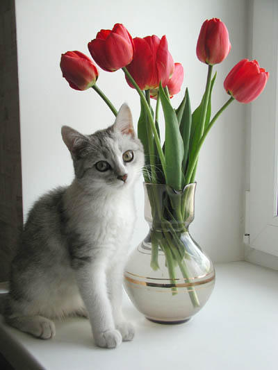 Киса и цветы, кошка