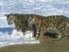 Схема вышивки «Тигры у воды»
