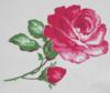 Схема вышивки «Алая роза»