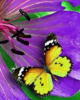Схема вышивки «Бабочка в цветке»