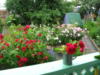 Схема вышивки «Розы в моём саду»