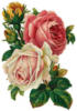 Схема вышивки «две розы»