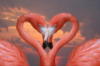 Фламинго-любовь: оригинал