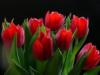 Красные тюльпаны на черном: оригинал