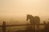 Лошадь в тумане: оригинал