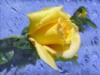 Схема вышивки «Желтая роза на голубом»