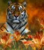 Схема вышивки &laquo;Огненная тигра&raquo;