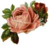 Схема вышивки «Кремовая роза»