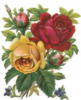 Схема вышивки «Волшебные розы»