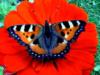 Схема вышивки «Бабочка на красном цветке»