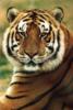 Схема вышивки «Важный тигр»