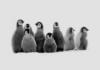 Схема вышивки «Пингвинята»