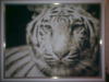 Схема вышивки «Белый тигрик»