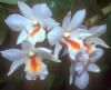 Орхидеи - 4: оригинал