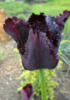 Черный тюльпан: оригинал
