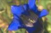 Схема вышивки «Синенький цветок»