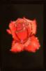 Красная роза сваровски: оригинал