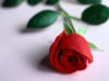 Схема вышивки «Красня роза»