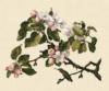Схема вышивки «Hummingbird and Apple Blossoms »