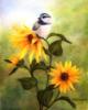 Схема вышивки «Chickadee and Sunflower»