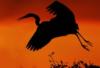Схема вышивки «Heron Egret at Sunset»