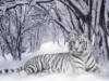 White tiger: оригинал