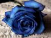 Схема вышивки «Синяя роза»