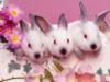 Схема вышивки «Кролики ))) »
