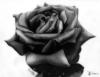 Черная роза 2: оригинал