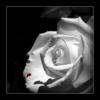 Черная роза 3: оригинал