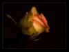 Роза-царица цветов: оригинал