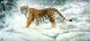 Схема вышивки &laquo;Тигр&raquo;