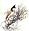 Схема вышивки «Рисунки птиц»